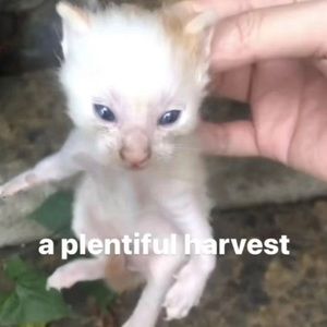 Meet your Posher, Shane